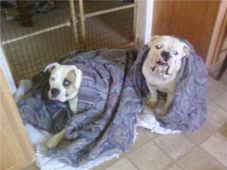 1196_piggys_in_a_blanket.jpg