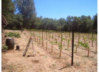 1292_vineyard.jpg