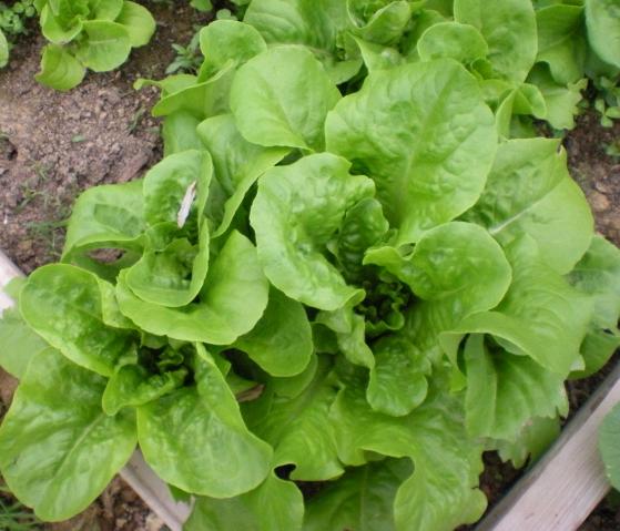 1343_buttercrunch_lettuce.jpg