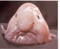 1471_blobfish-1.jpg