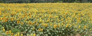 177_sunflowerfield.jpg