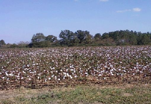 1857_cotton.jpg