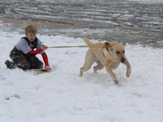 1857_sled_dog.jpg