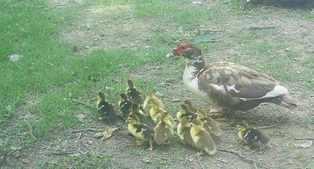 2291_ducklings_2012_003.jpg