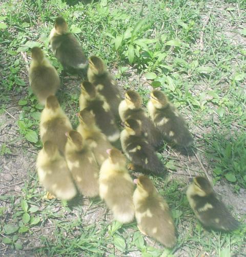 2291_ducklings_2012_008.jpg