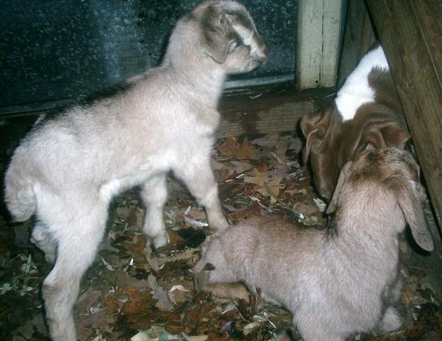 2291_goat_kids_014.jpg