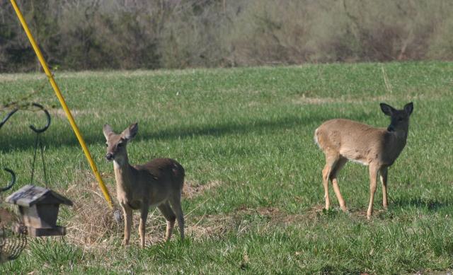 237_3890_deer_cropped.jpg