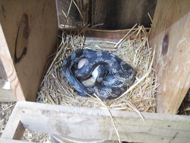 237_sbake_nestbox.jpg