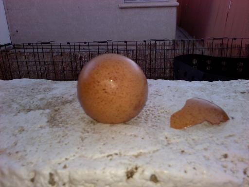 2468_speckled_egg.jpg