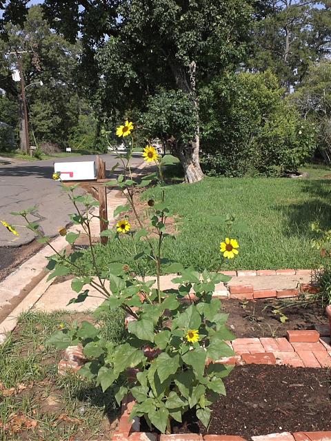 2536_little_sunflower.jpg