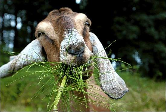 2969_grass-goat.jpg