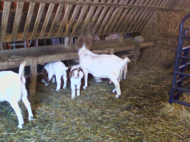 3259_goats1.jpg