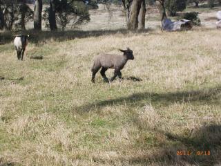 3282_2011lamb_a.jpg