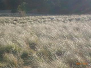 3282_sep_2011_lambing_005.jpg