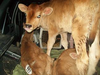 328_sevendollarcalf.jpg