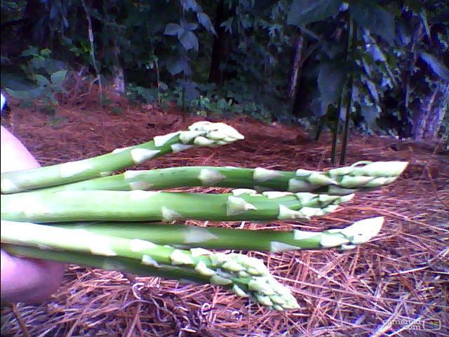 3514_asparagus2.jpg