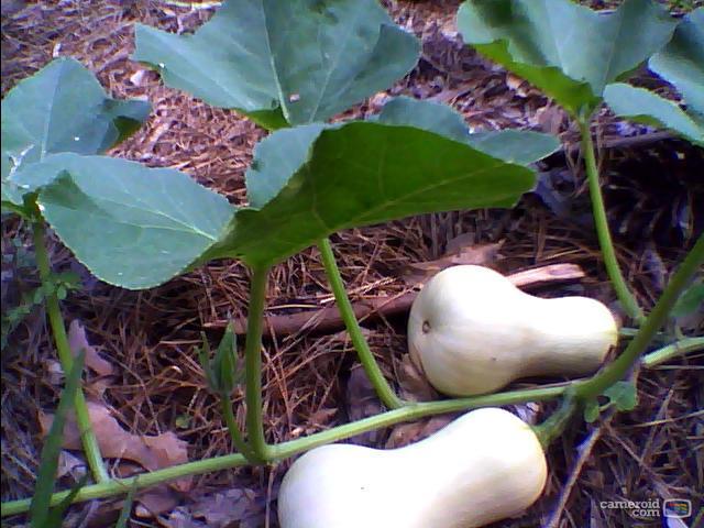 3514_butternut.jpg