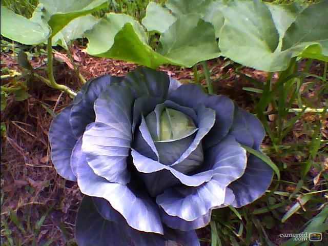 3514_cabbage.jpg