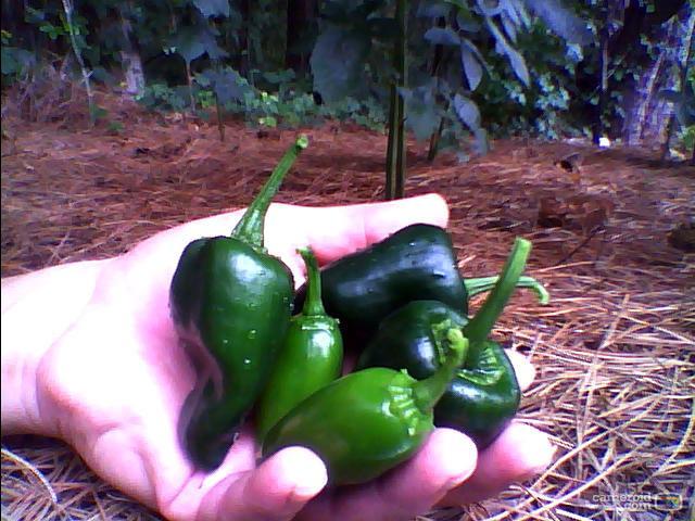 3514_hot_peppers.jpg