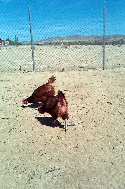 4399_chicken_yard_007.jpg