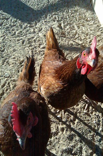 4399_chickens01.jpg