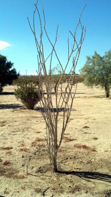 4399_ocotillo.jpg