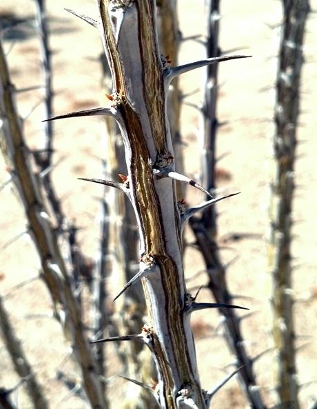 4399_ocotillo_spikes.jpg