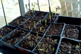 4399_sprouts.jpg