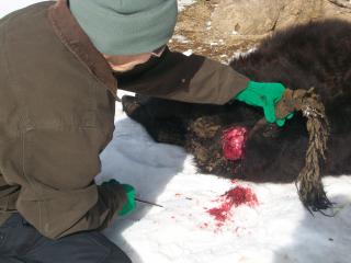 5_misc_scenery_sheep_calf_butchering_046.jpg