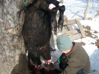 5_misc_scenery_sheep_calf_butchering_048.jpg