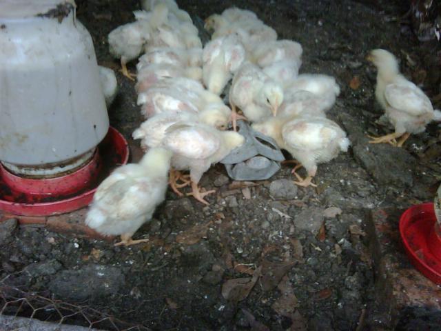 62_dinner_chicks_06-01.jpg