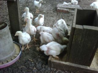 62_dinner_chicks_06-14-11.jpg