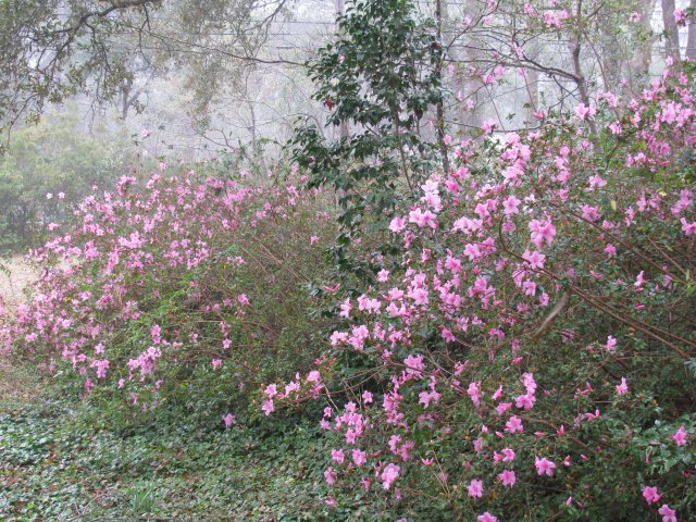 802_azaleas_2009.jpg