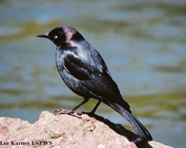 854_brewers_blackbird_male_usfws_w_credit.jpg