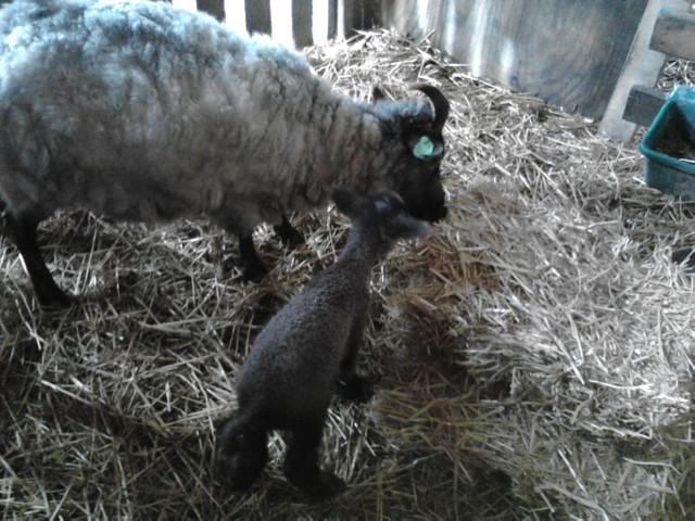 99_nelly_and_little_lamb2011.jpeg