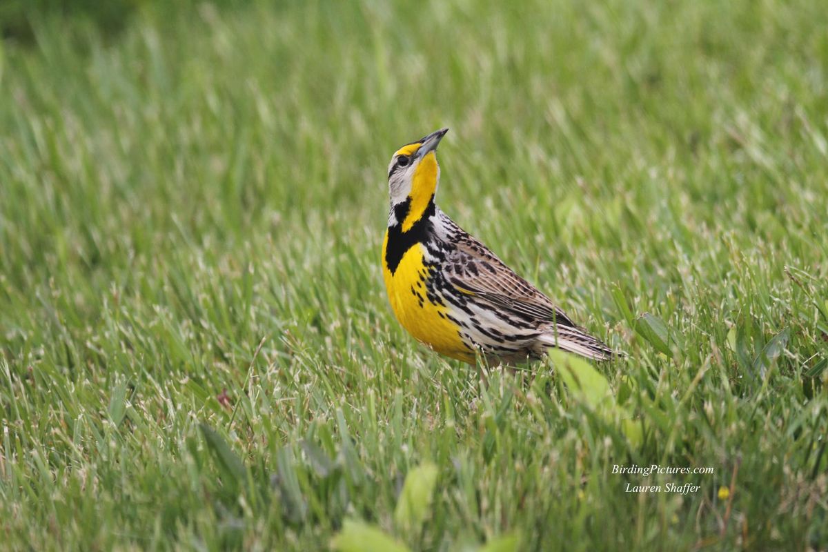 Eastern-Meadowlark_4741.jpg