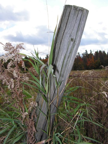 Fence Post.JPG