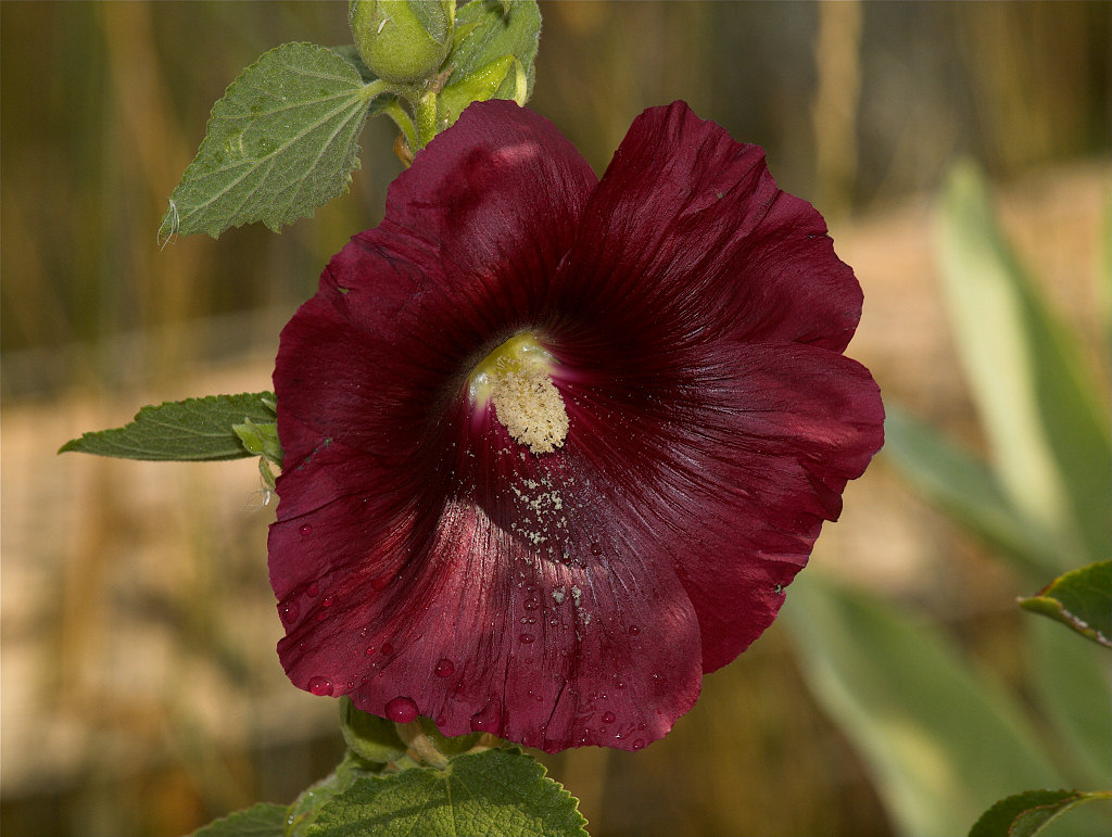 Hollyhock_X9036351_09-03-2021-001.jpg