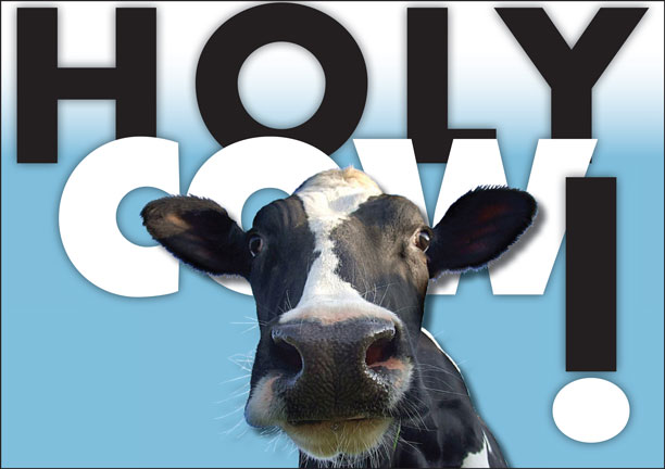 Holy-Cow-P540.jpg