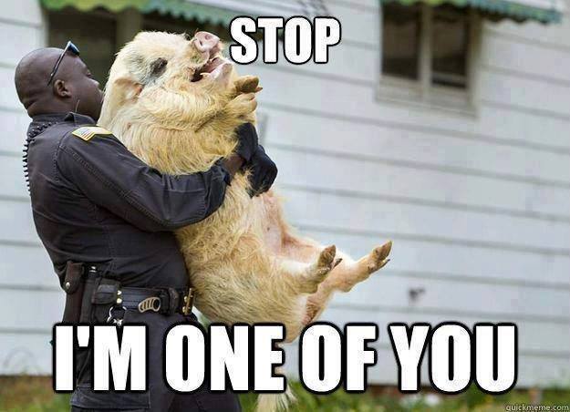 Stop-I-Am-one-Of-You-Funny-Animal-Pig-Meme-Picture.jpeg