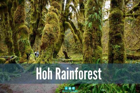 Hoh-Rainforest-1.jpg