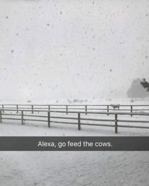 alexafeedcows.jpg