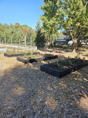 Raised beds 2.jpg