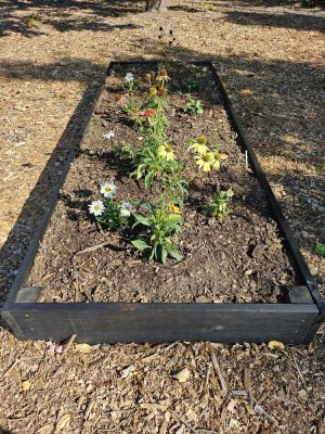 Raised beds 3.jpg