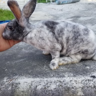 Magpie 2024 mini rex