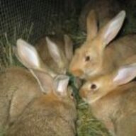 Gardening With Rabbits