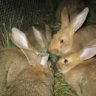 Gardening With Rabbits